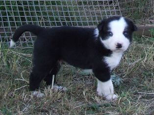 Puppy 12